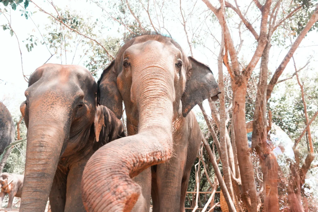 Слоновье убежище в Таиланде