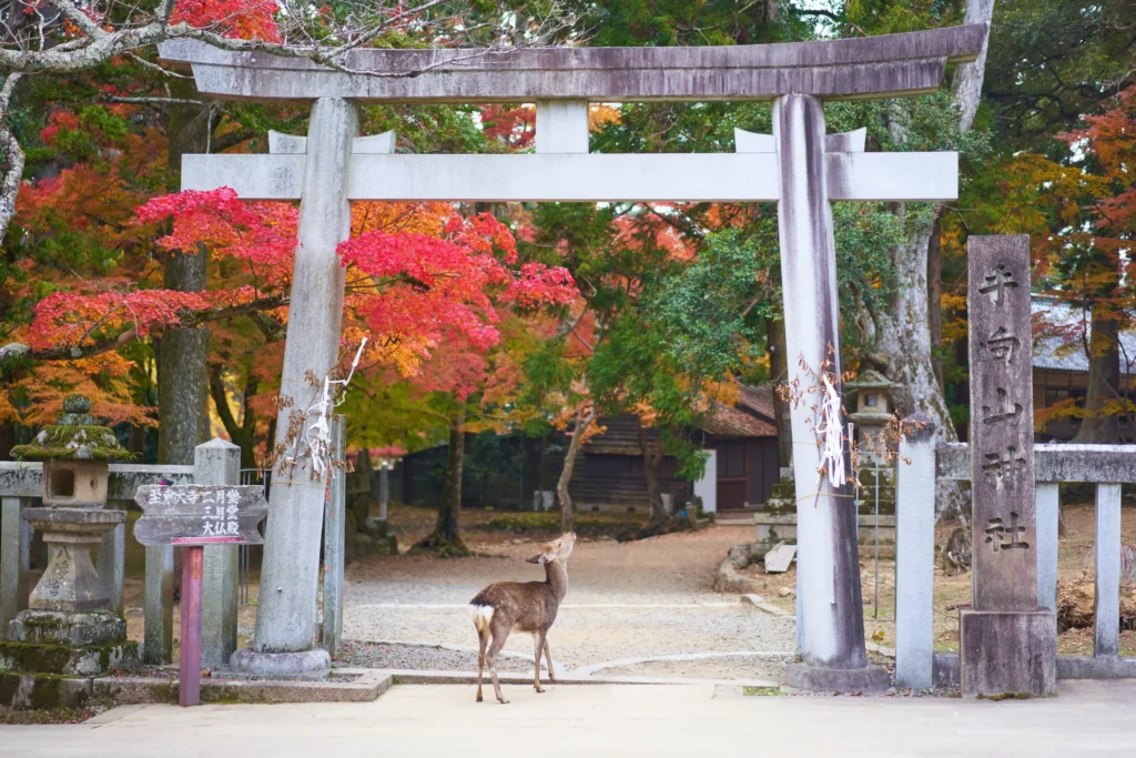 Олени в парке Нара