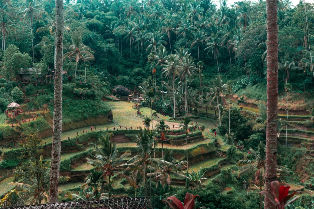 Вид на жильё в Убуде, Бали